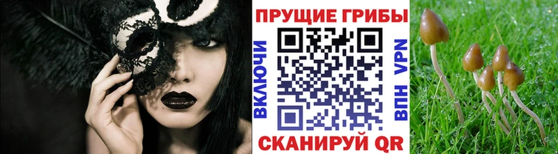Псилоцибиновые грибы Psilocybe  Учалы 